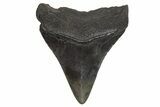 Fossil Megalodon Tooth - South Carolina #214749-1
